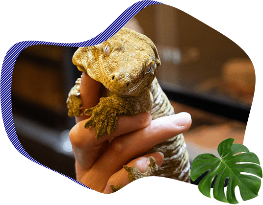 コンセプト | 三宮の爬虫類とふれあえるカフェなら｜月とcafe