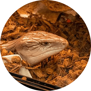 キタアオジタトカゲ