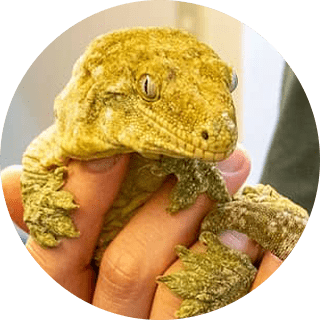 ジャイアントゲッコー