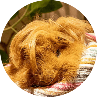 アルパカモルモット