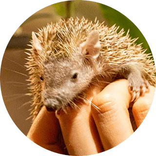 ヒメハリテンレック