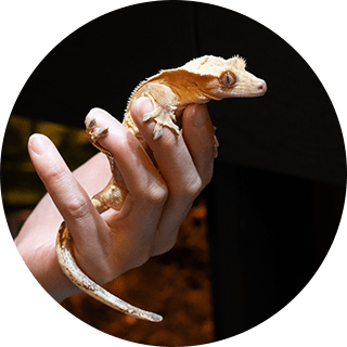 クレステッドゲッコー