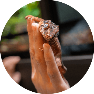 ガーゴイルゲッコー