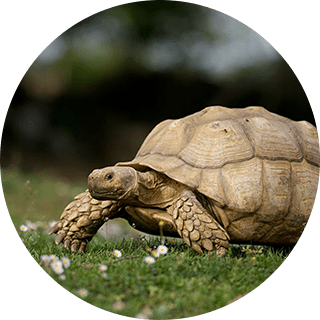 ヒョウモンリクガメ