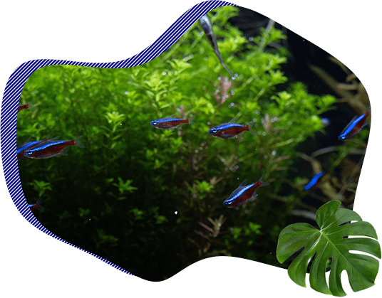 アクアリウムを眺めながらくつろぐ