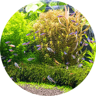 爬虫類ケージの近く